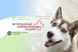 Ветеринарная клиника Vetdocs в СПБ Обзор